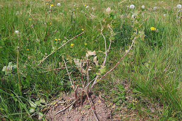 After the animals had a feast, there was not much left of the berry bushes