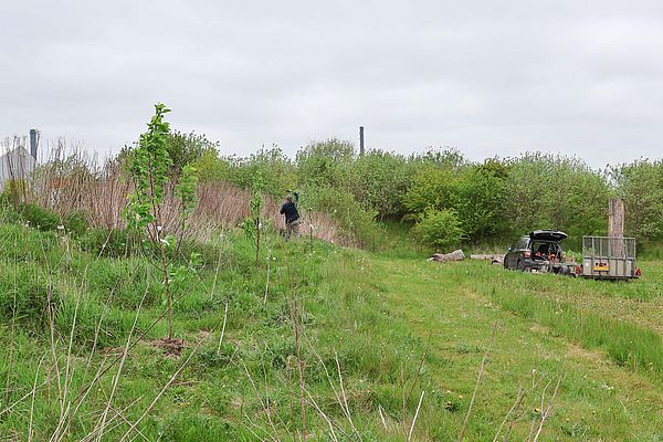 Birkedal Natur ApS has planted fruit trees and berry bushes and put fences around the trees