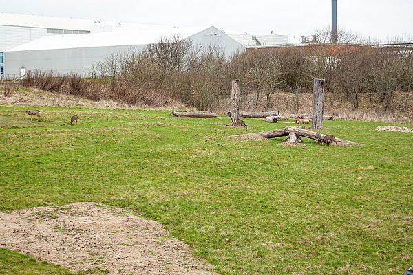 An older picture from February, where we had a visit from a lot of deer, which we regularly see on our land