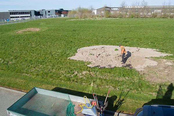 Svend fra Trætop Planteskole planter vilde blomster