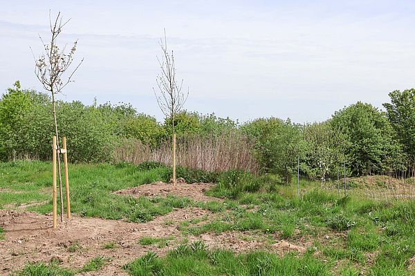 Here are our 25 years anniversary oak trees for our jubilees