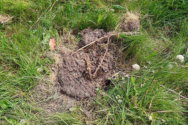 This berry bush has been almost completely eaten - but the varieties should be hardy, so we hope they will grow back